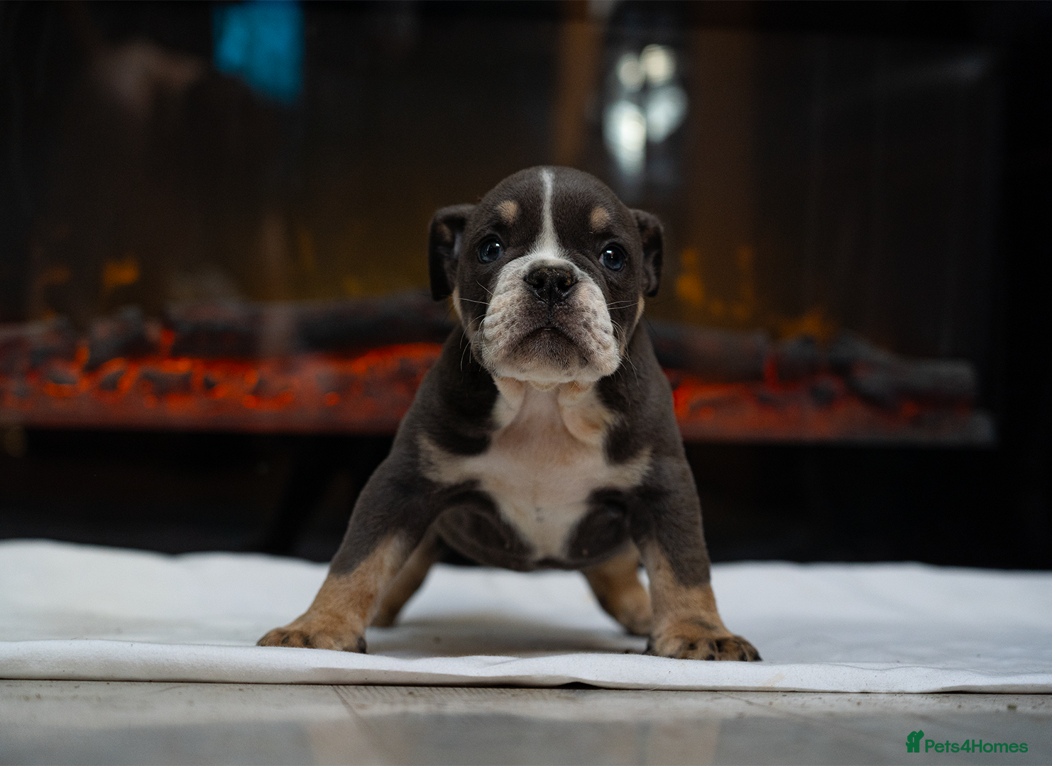 English Bulldog dogs for sale: English bulldogs PUPPIES only 4 pups left - Advert 3