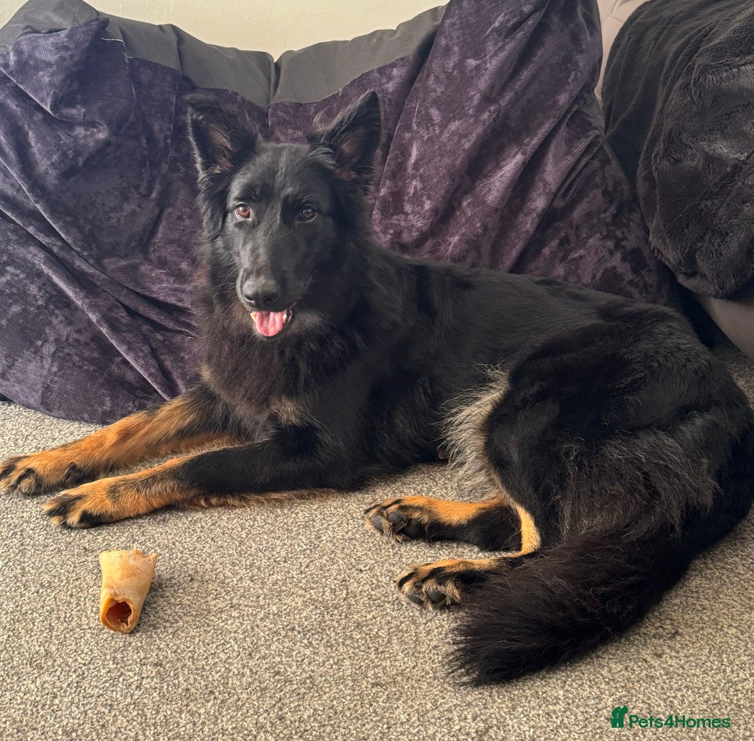German Shepherd dogs for sale: 3 Year Old Female German Shepherd - Image 1