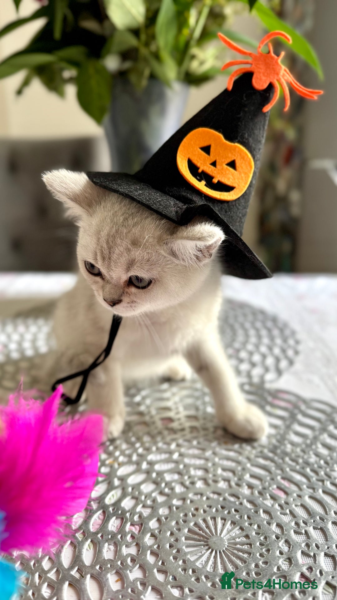 Scottish Fold cats for sale: Two Scottish Straight Boys  - Image 10