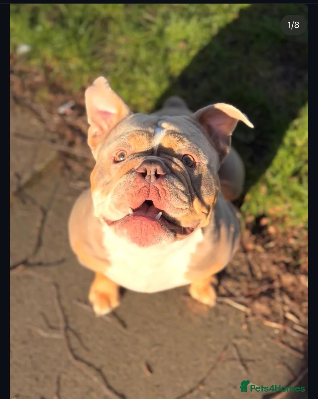 Olde English Bulldogge dogs for stud: Lilac tri Olde English bulldog for stud  - Advert 2