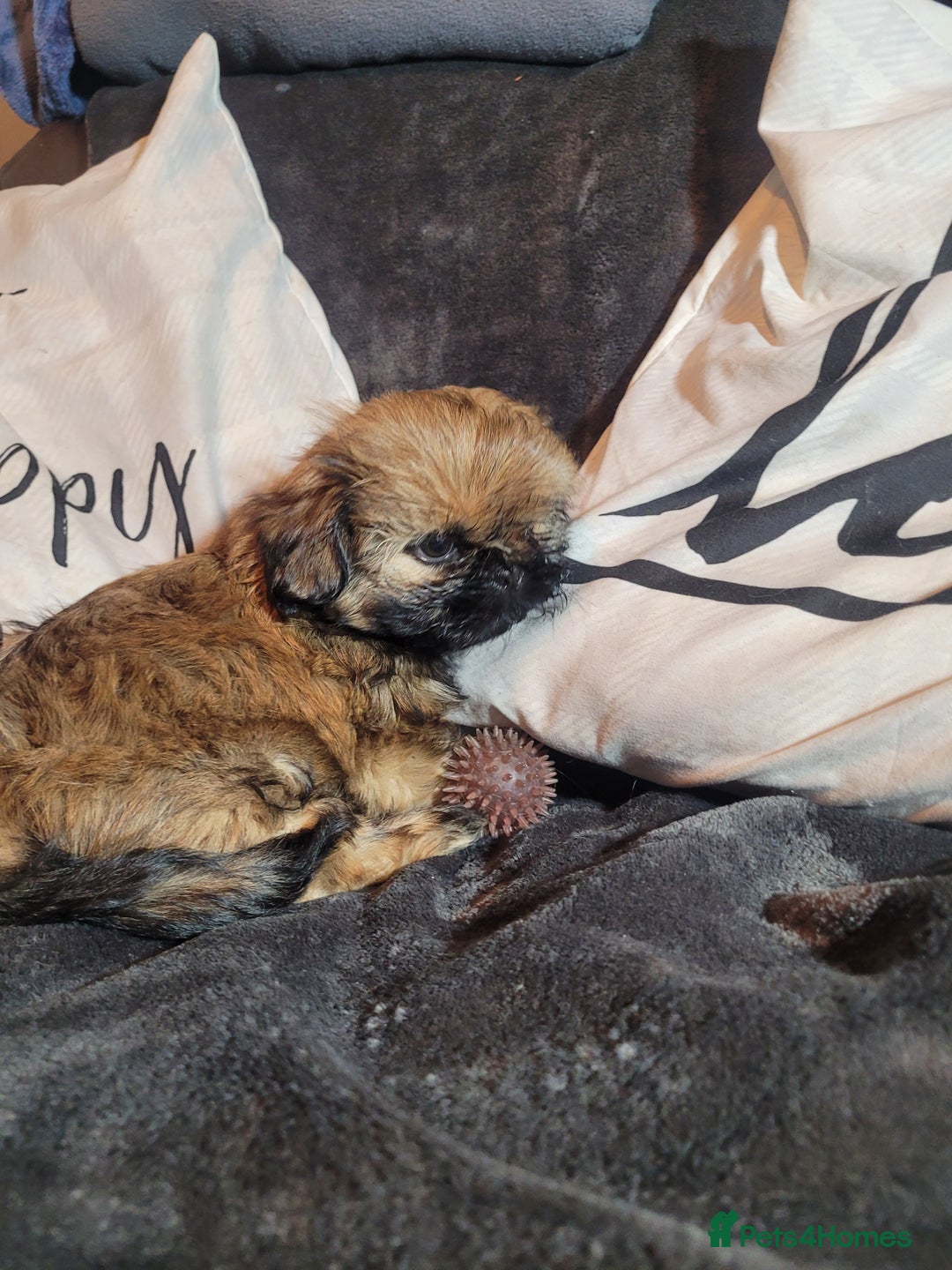 Shih Tzu dogs for sale: One beautiful little girl ready friday - Image 2