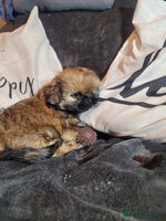 Shih Tzu dogs - Advert 3