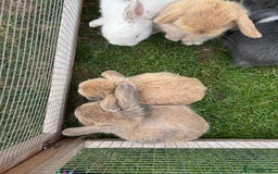 Dwarf Lop rabbits for sale: Drawf Lops - Image 7