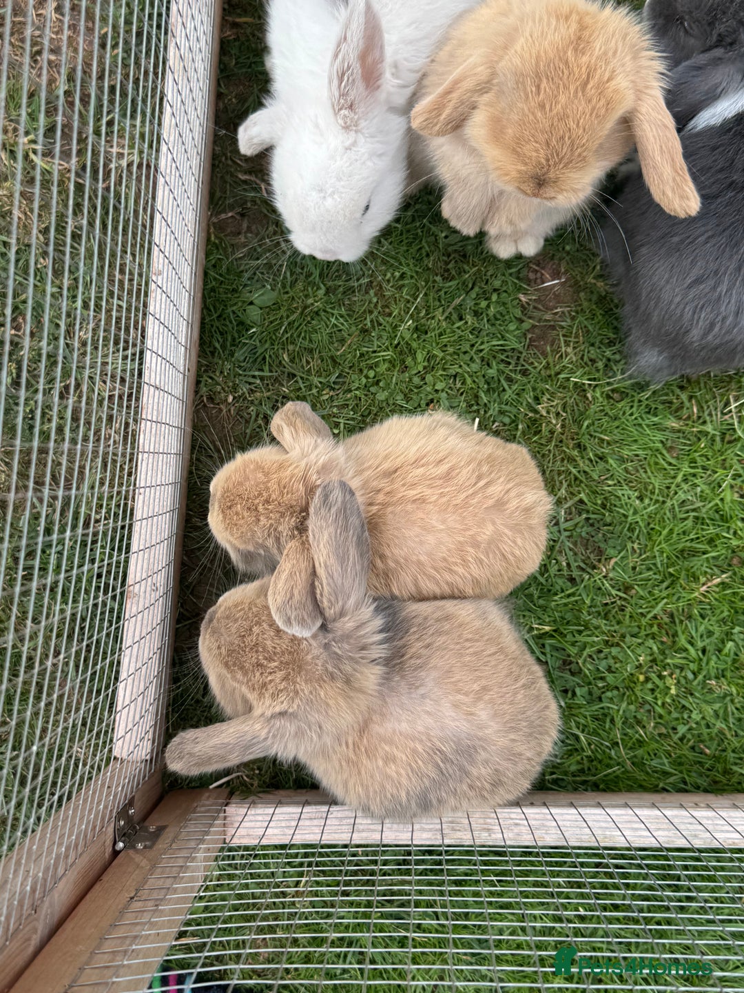 Dwarf Lop rabbits for sale: Drawf Lops - Image 7