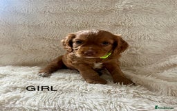 Cocker Spaniel dogs for sale: KC REG Outstanding pedigree Working Cocker Spaniel - Image 5