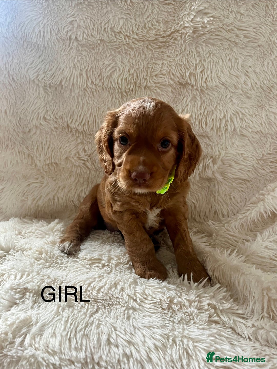 Cocker Spaniel dogs for sale: KC REG Outstanding pedigree Working Cocker Spaniel - Image 5
