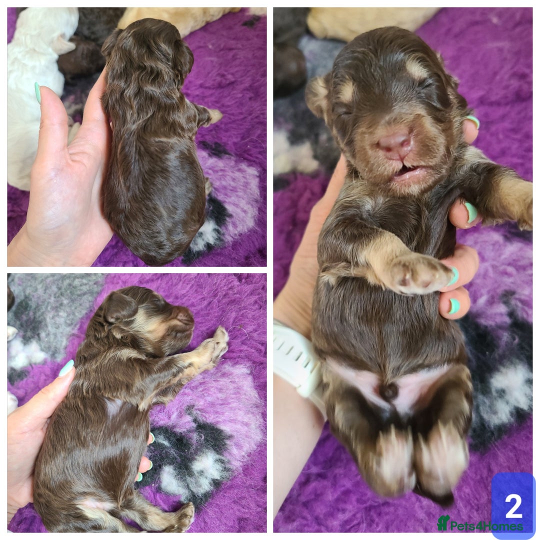 Cockapoo dogs for sale: F1b Cockapoos. Boys & Girls. DNA HEALTH TESTED - Image 6