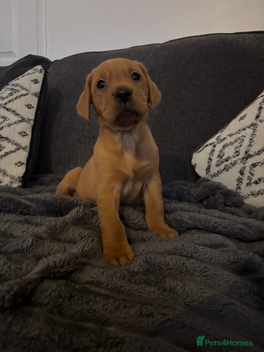 Labrador Retriever dogs for sale: KC registered Labrador retriever pups - Advert 23