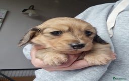 Dachshund dogs for stud: Kc Mini long haired dapple  in Leeds - Image 7