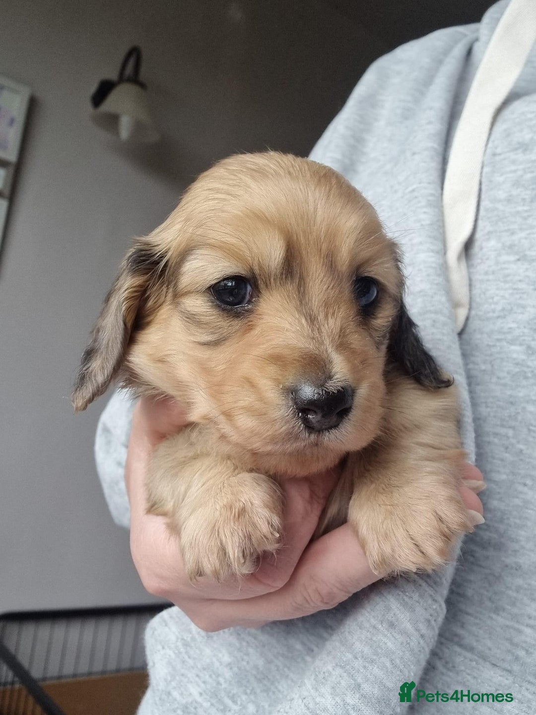 Dachshund dogs for stud: Kc Mini long haired dapple  in Leeds - Image 7