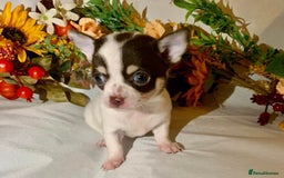 Chihuahua dogs for sale: Tiny chihuahua puppies  - Image 25