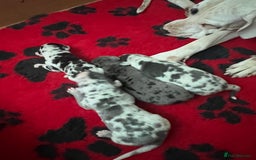 Great Dane dogs for sale: Purebred Great Dane Puppies – European Bloodline  - Image 8