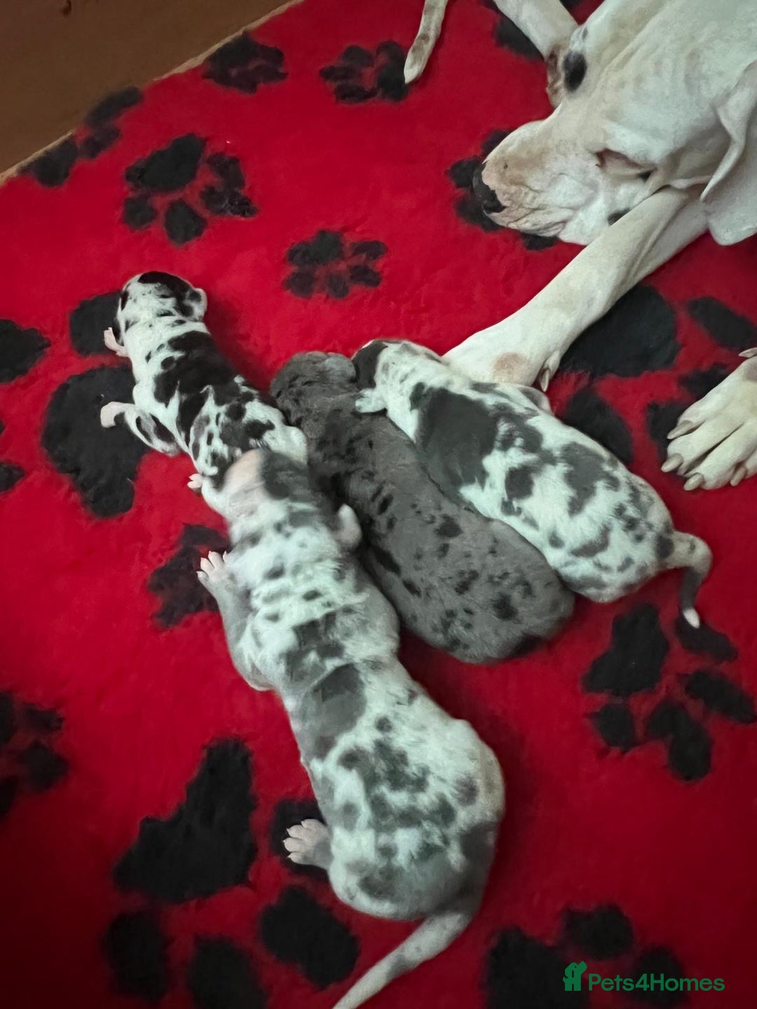 Great Dane dogs for sale: Purebred Great Dane Puppies – European Bloodline  - Image 8