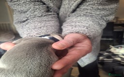 Staffordshire Bull Terrier dogs for sale: Staffordshire bull terrier puppies  - Image 6