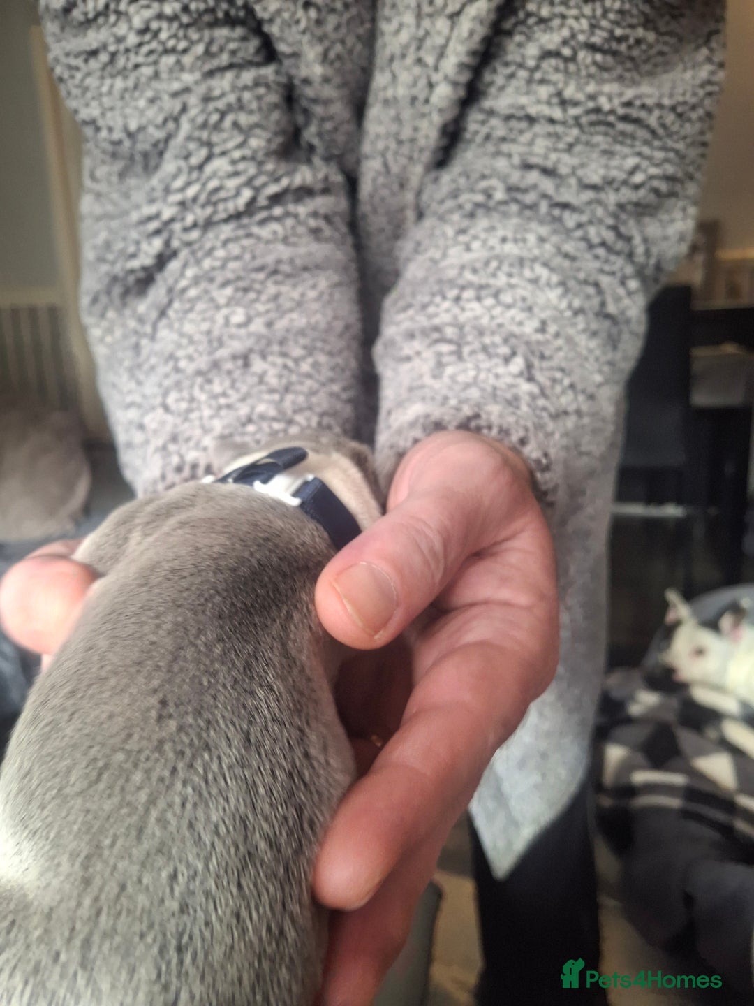 Staffordshire Bull Terrier dogs for sale: Staffordshire bull terrier puppies  - Image 6