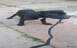 Staffordshire Bull Terrier dogs for sale: Black Staffordshire bull terrier  - Image 2
