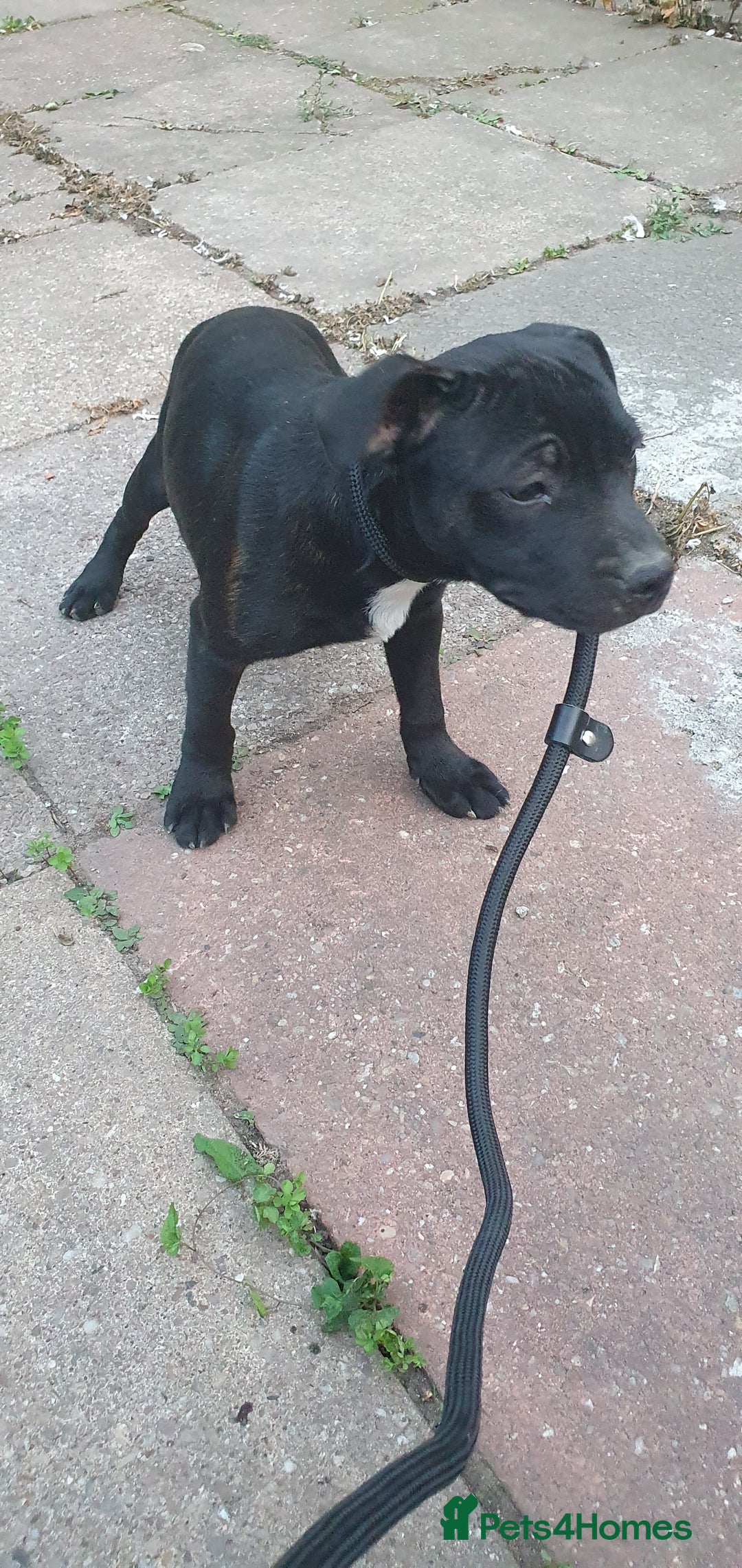 Staffordshire Bull Terrier dogs for sale: Black Staffordshire bull terrier  - Image 2