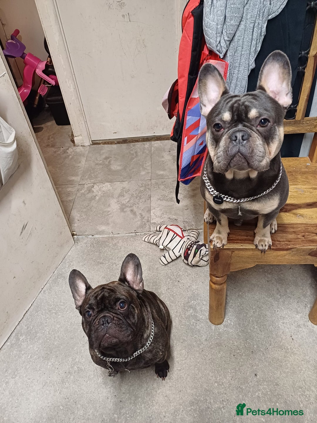 French Bulldog dogs for sale: Male French bulldog for sale  - Image 4