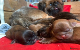 Shih Tzu dogs for stud: Kc reg shih tzu full DNA health tested in Chester-le-Street - Image 17