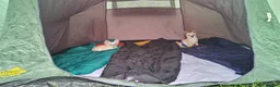 Chihuahua dogs for sale: 6 year old KC Russian Chihuahua For Sale, Fife ,  in Dunfermline - Advert 4