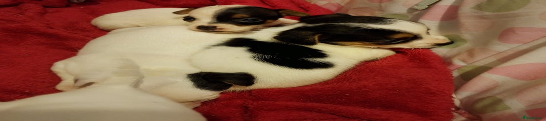 Jack Russell Puppy 4