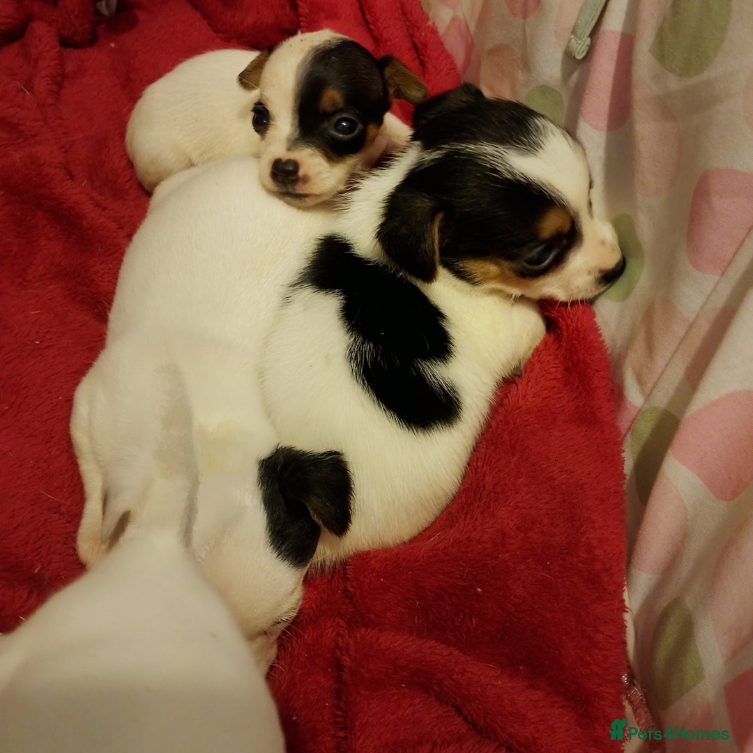 Jack Russell dogs for sale: Jack Russells  - Image 11