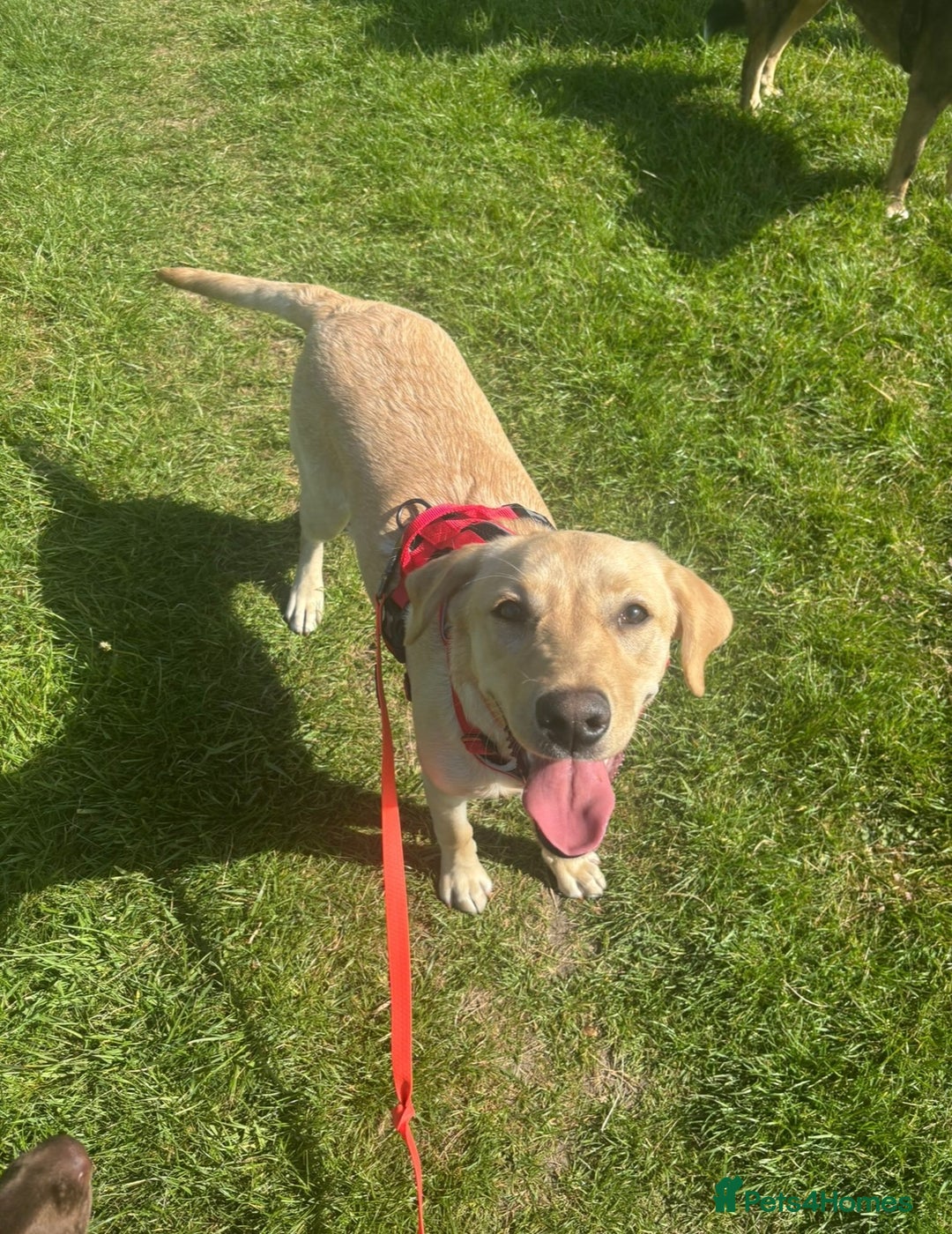 Labrador Retriever dogs for sale: 1 Year Old Female Yellow Labrador  - Advert 3