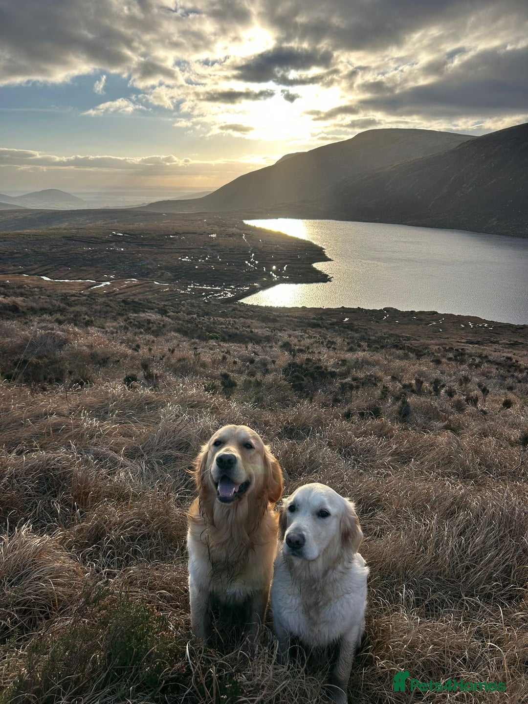 Golden Retriever dogs for stud: KC Golden Retriever Stud, 2 years old. - Advert 6