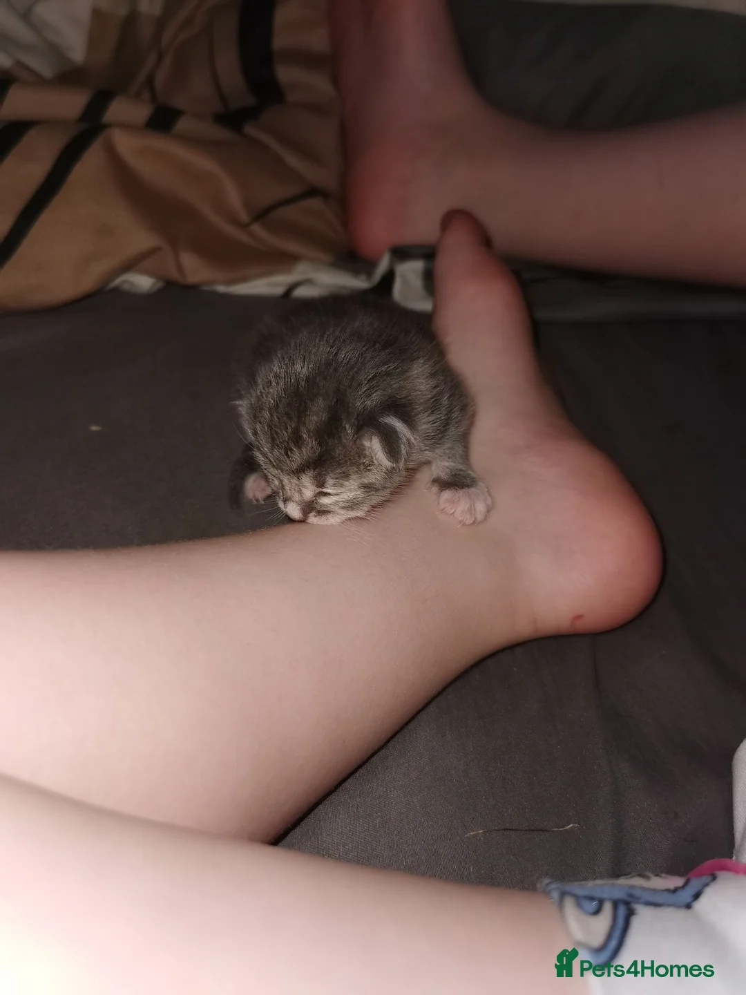 Mixed Breed cats for sale: 3 baby kittens  - Advert 20
