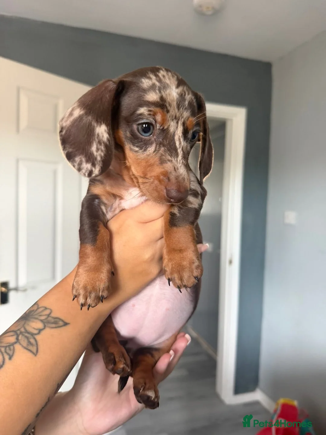 Dachshund dogs for sale: Chocolate and tan dapple female  - Advert 3