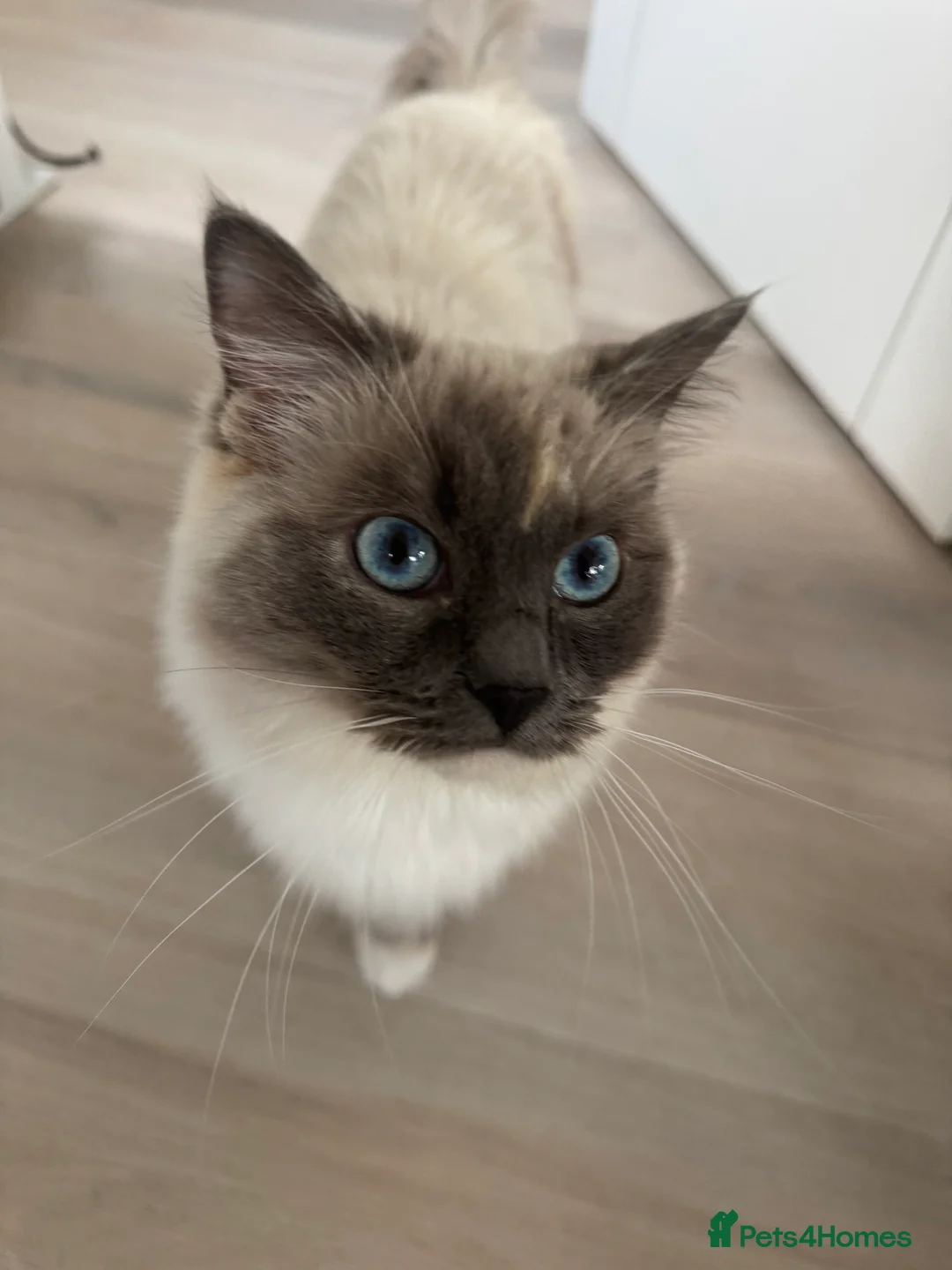 Ragdoll cats for sale: Beautiful GCCF active Ragdoll Queen  - Advert 2