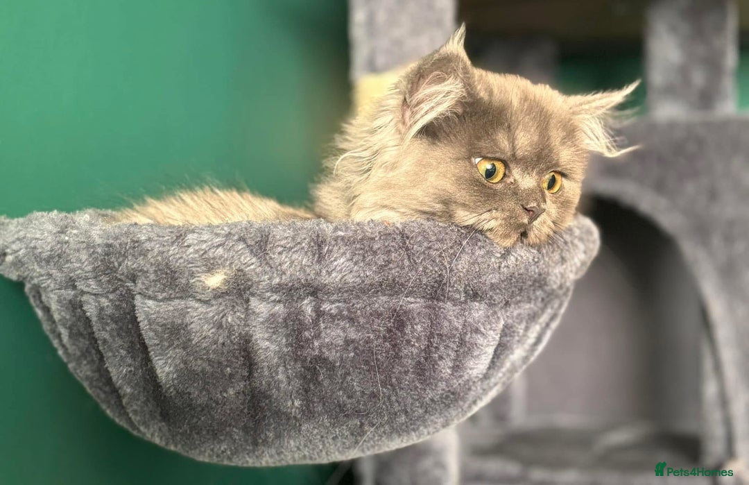 Persian cats for sale: Beautiful Persian girl  - Image 2