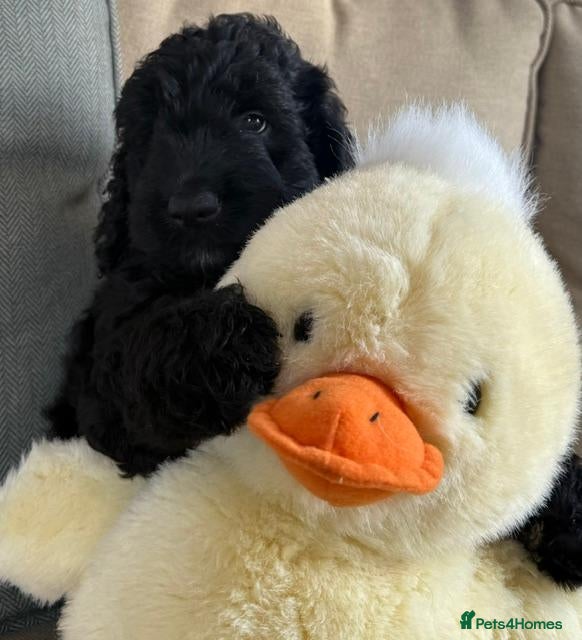 Saint Berdoodle dogs F1B SAINT BERNADOODLE HEALTH TESTED - Advert 2