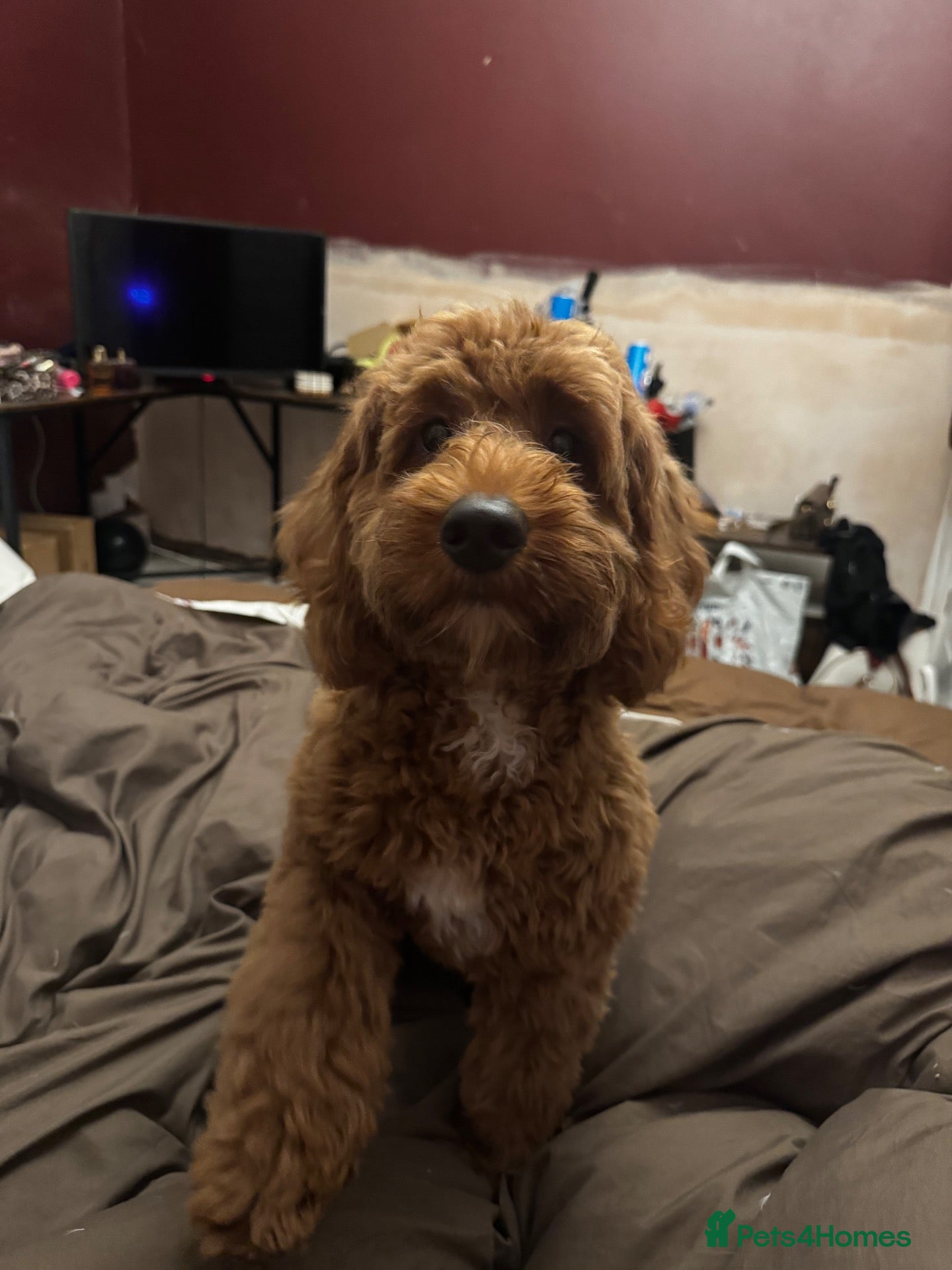 Maltipoo dogs Rehoming maltipoo puppy  - Advert 4