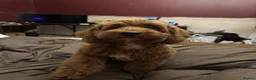 Maltipoo dogs for sale: Rehoming maltipoo puppy  in Hebburn - Advert 1