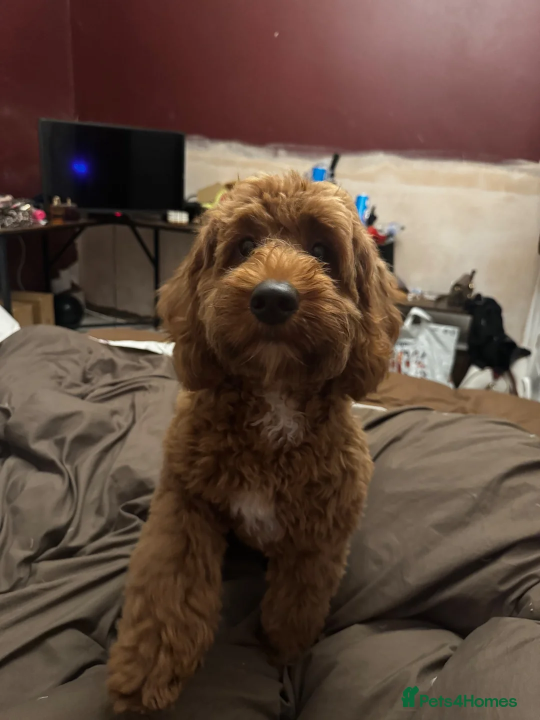Maltipoo dogs for sale: Rehoming maltipoo puppy  in Hebburn - Advert 1