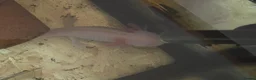 Axolotl reptiles for sale: Axolotls - Advert 3