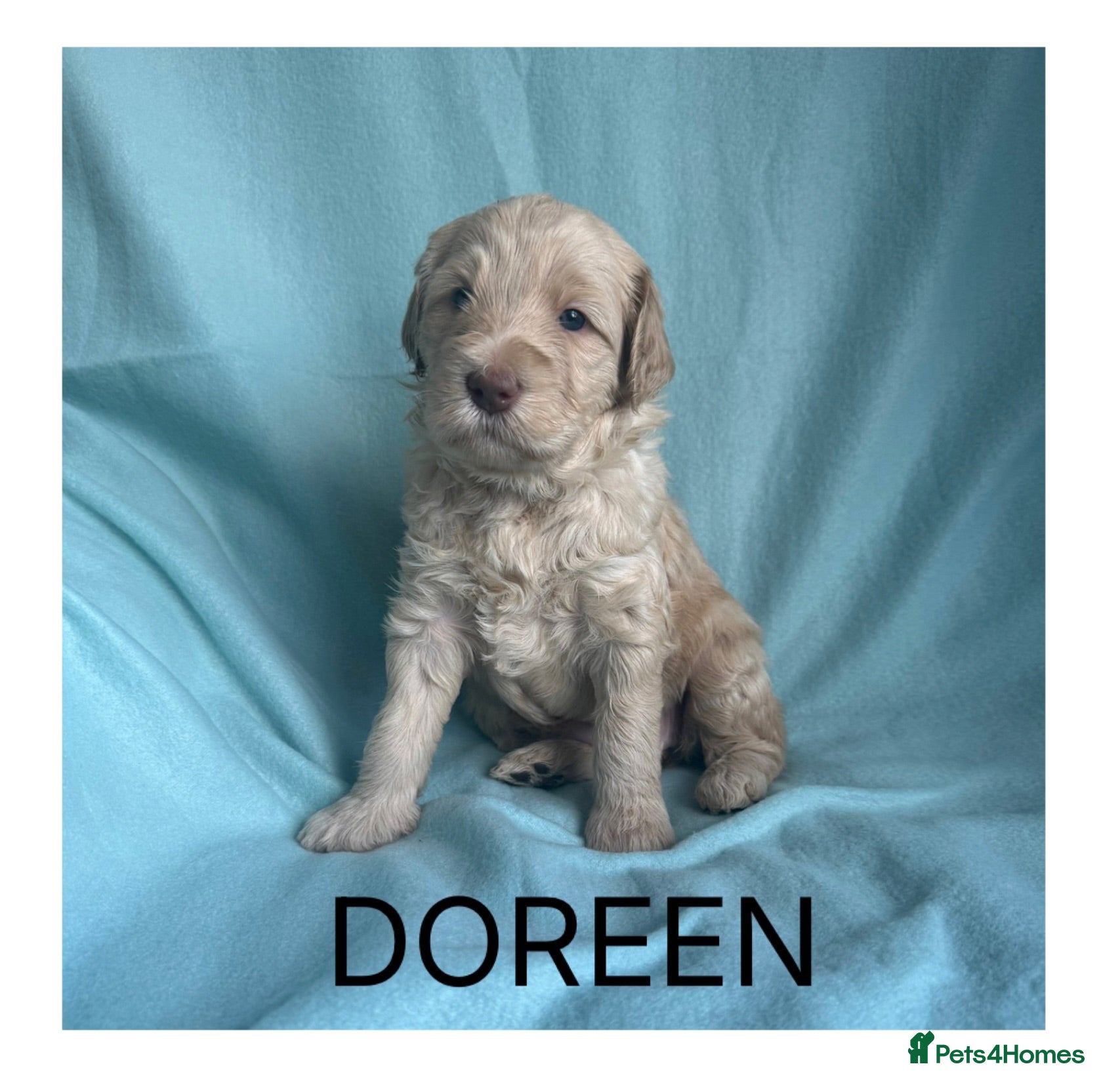 Mixed Breed dogs Multigeneration Cream/Apricot Double Doodles  - Advert 2