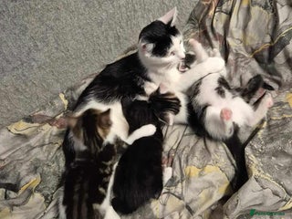 Mixed Breed cats Cat mix breed - Advert 1