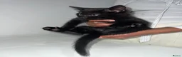 Mixed Breed cats for sale: Beautiful Black Tabby Kittens - Advert 1