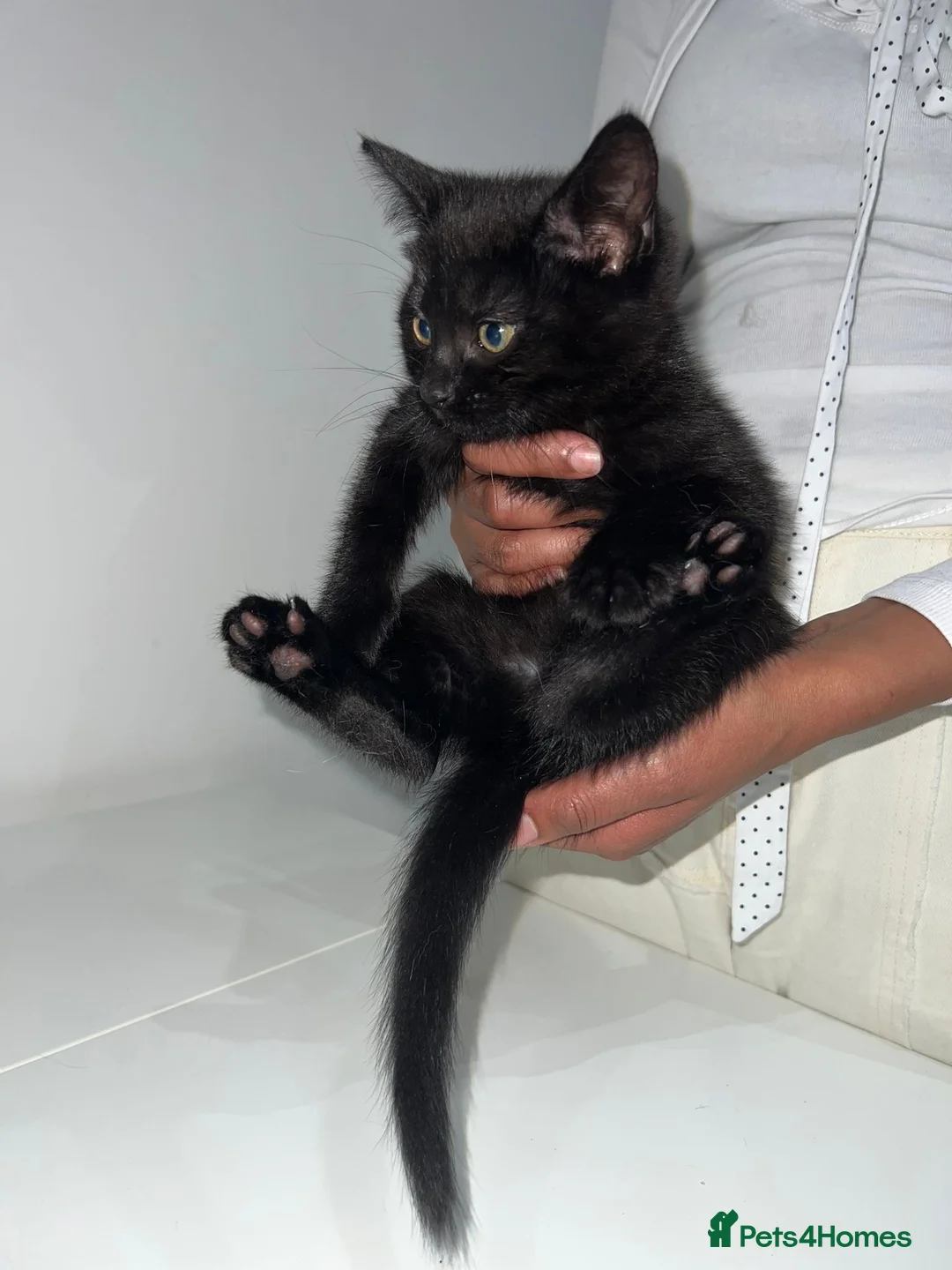 Mixed Breed cats for sale: Beautiful Black Tabby Kittens - Advert 1