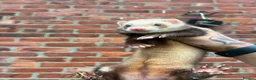 Ferret rodents for sale: Mixture of Jill and hobs in Sunderland - Advert 17