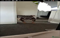 American Bully dogs for sale: American bully  - Image 12