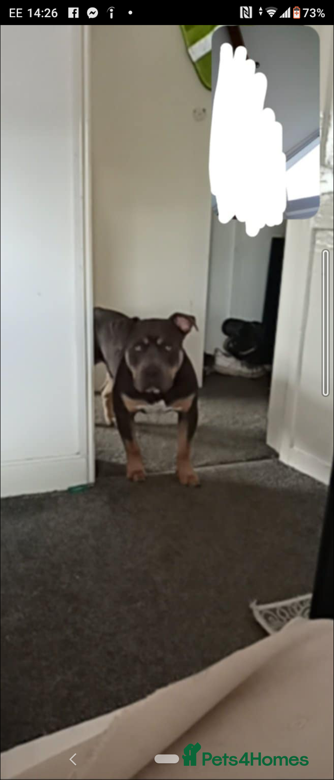 American Bully dogs for sale: American bully  - Image 12