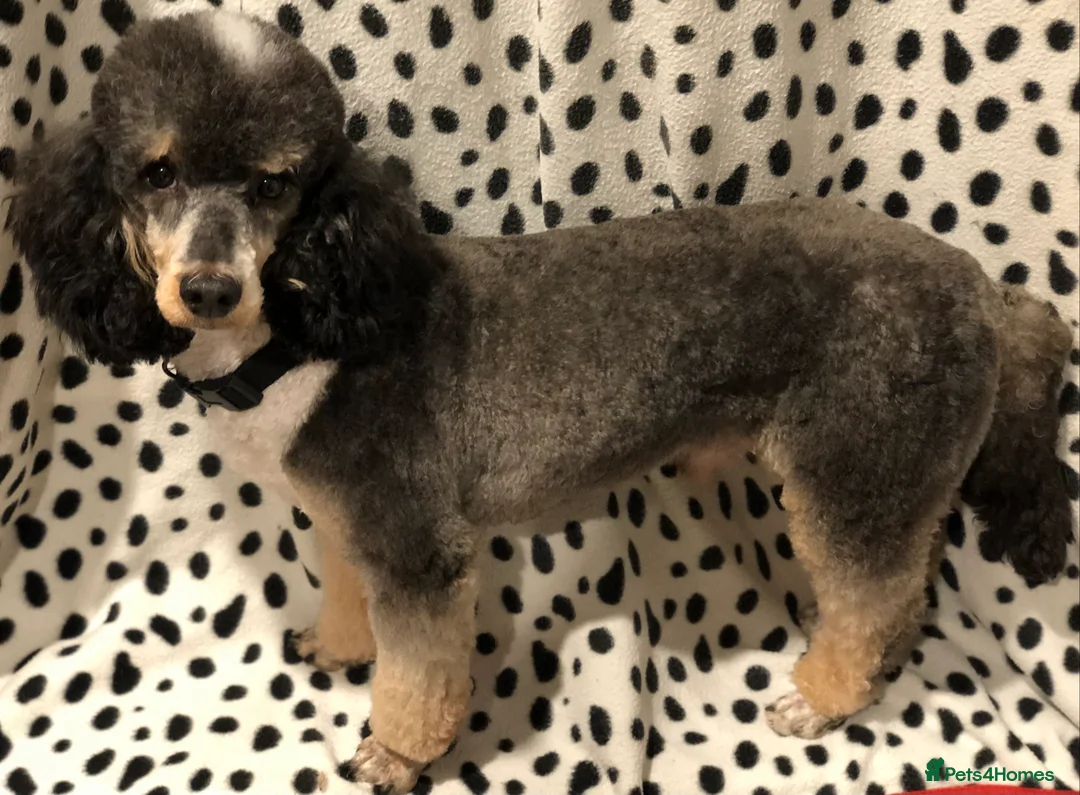 Toy Poodle dogs for stud: Tri Coloured Toy and Miniature studs in Northallerton - Advert 3