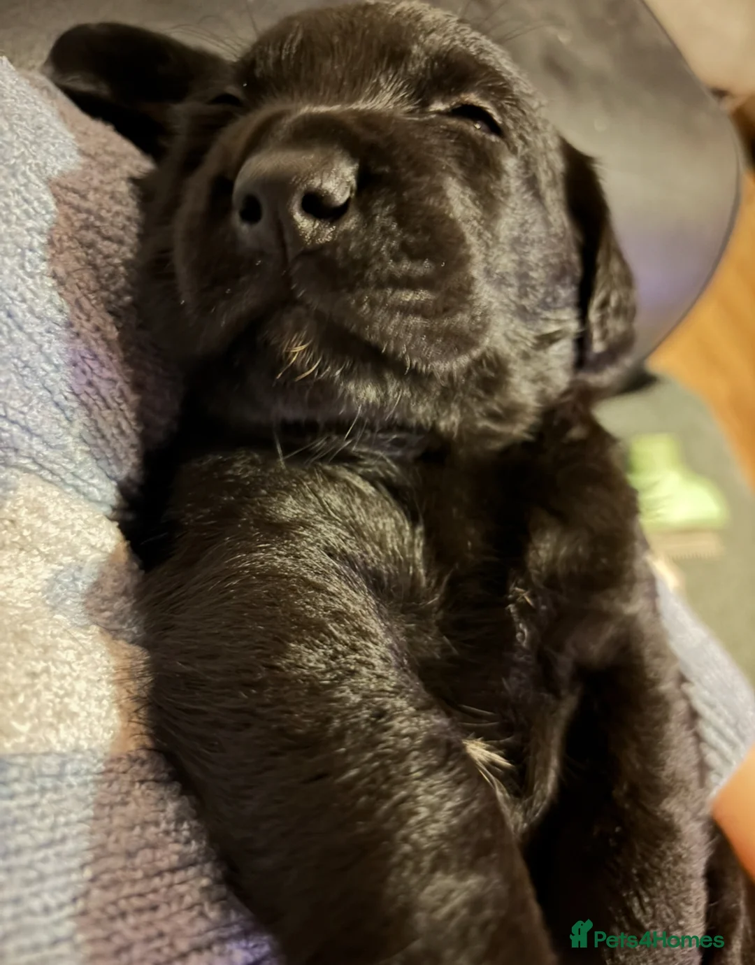 Goldador dogs for sale: Stunning Black Lab/Golden Retriever Puppies - Advert 14