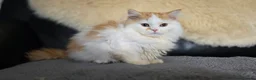 Scottish Fold cats for sale: Last two kittens ready to go immediately - Advert 6