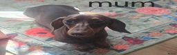 Miniature Dachshund dogs for sale: Stunning Mini Dachshund Puppies in Lincoln - Advert 1