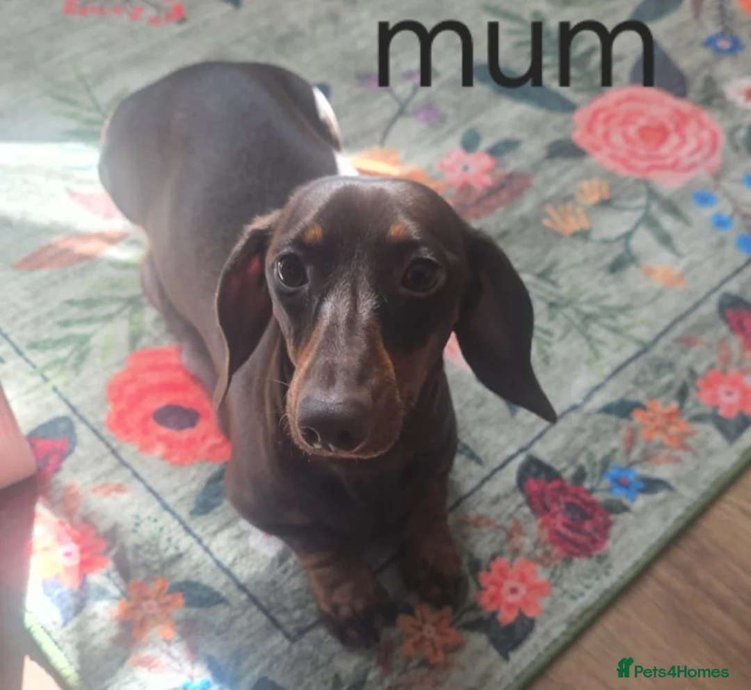 Miniature Dachshund dogs for sale: Stunning Mini Dachshund Puppies in Lincoln - Advert 1