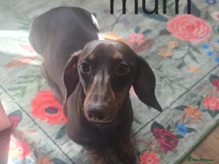 Miniature Dachshund dogs Stunning Mini Dachshund Puppies in Lincoln - Advert 1